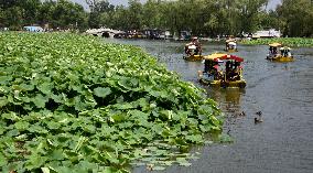 CHINA-BEIJING-LOTUS FLOWERS (CN)