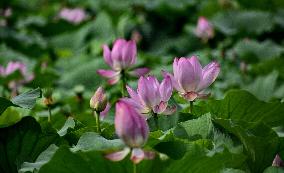 CHINA-BEIJING-LOTUS FLOWERS (CN)