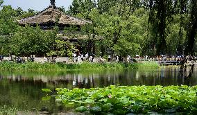 CHINA-BEIJING-LOTUS FLOWERS (CN)