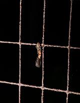 Plexippus Paykulli (Jumping Spider) - Animal India