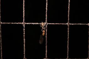 Plexippus Paykulli (Jumping Spider) - Animal India