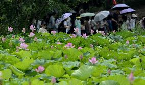 Lotus Flowers Blooming - Beijing