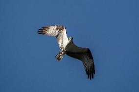 Osprey And American Bald Eagles Hunting In North Bend, Ohio