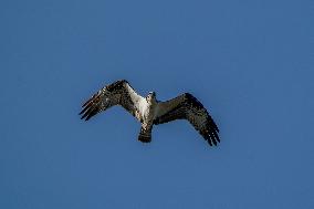 Osprey And American Bald Eagles Hunting In North Bend, Ohio