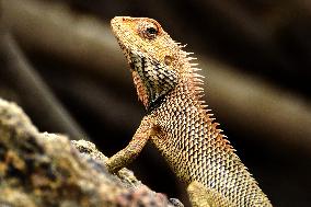 A Chameleon Is Seen On A Rock - India