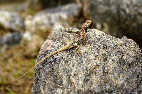 A Chameleon Is Seen On A Rock - India