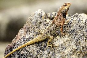 A Chameleon Is Seen On A Rock - India