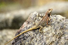 A Chameleon Is Seen On A Rock - India