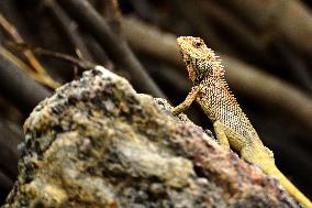 A Chameleon Is Seen On A Rock - India