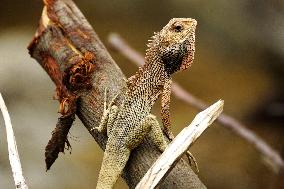 A Chameleon Is Seen On A Rock - India