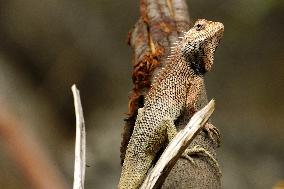 A Chameleon Is Seen On A Rock - India