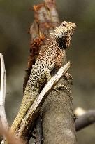 A Chameleon Is Seen On A Rock - India