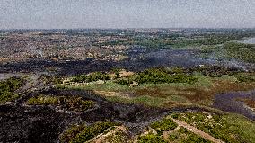Wildfire in Le Cesine Nature Reserve