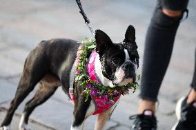 Wreaths Festival In Krakow