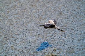 Great Blue Heron Over The Great Miami River