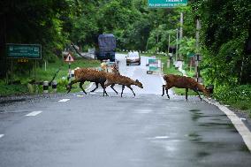 Floods Hit Kaziranga National Park In Assam