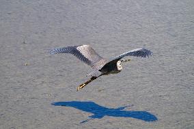 Great Blue Heron Over The Great Miami River