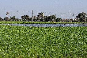 Rice Planting Season