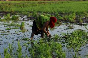Rice Planting Season