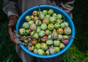 Plum Harvest In Kashmir