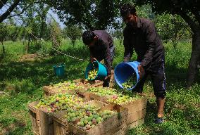 Plum Harvest In Kashmir