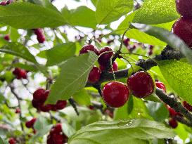 Cherry Picking In Canada