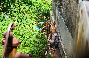 Golden Jackals Cubs - Canis Aureus - Animal India