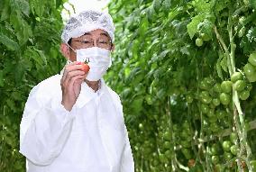 Japan PM Kishida at tomato farm