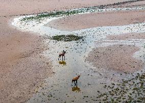Elks at Tiaozini Wetland in Yancheng