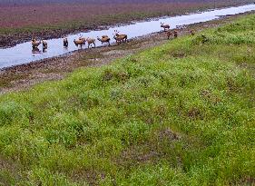 Elks at Tiaozini Wetland in Yancheng