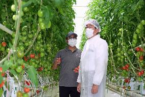 Japan PM Kishida at tomato farm