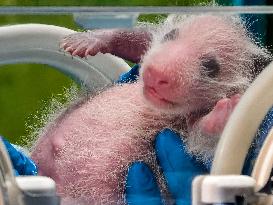 Giant Panda Cub Gets Examined - China