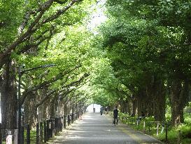 Ginkgo trees in Tokyo's Meiji Jingu Gaien area