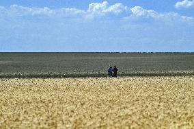 Harvesting winter wheat in northern Zaporizhzhia region