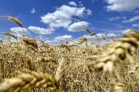 Harvesting winter wheat in northern Zaporizhzhia region