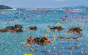 Kelp Harvest - China