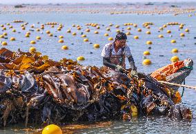 Kelp Harvest - China