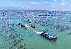 Kelp Harvest - China