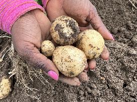 Harvesting Potatoes At A Farm In Markham