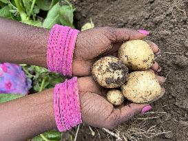 Harvesting Potatoes At A Farm In Markham