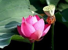 Lotus Flowers Scenery - China