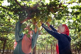 EGYPT-BEHEIRA GOVERNORATE-GRAPE-HARVEST