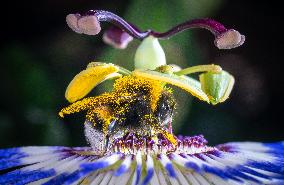 Bee Collecting Pollen In A Passionflower