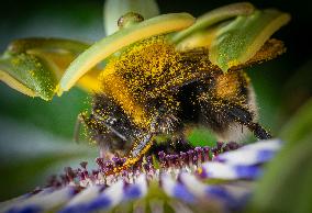 Bee Collecting Pollen In A Passionflower