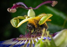 Bee Collecting Pollen In A Passionflower