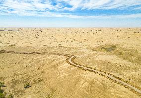 Taklimakan Desert Ecology