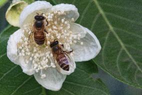 Honeybees Pollinating Flowers In Pantnagar