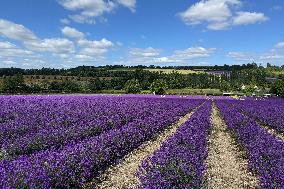 Castle Farm Lavender Field In Full Bloom. The Lavender Season Is Normally From Late June To Late July