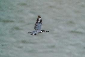 Osprey And American Bald Eagles Hunting Along The Great Miami River