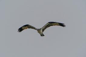 Osprey And American Bald Eagles Hunting Along The Great Miami River